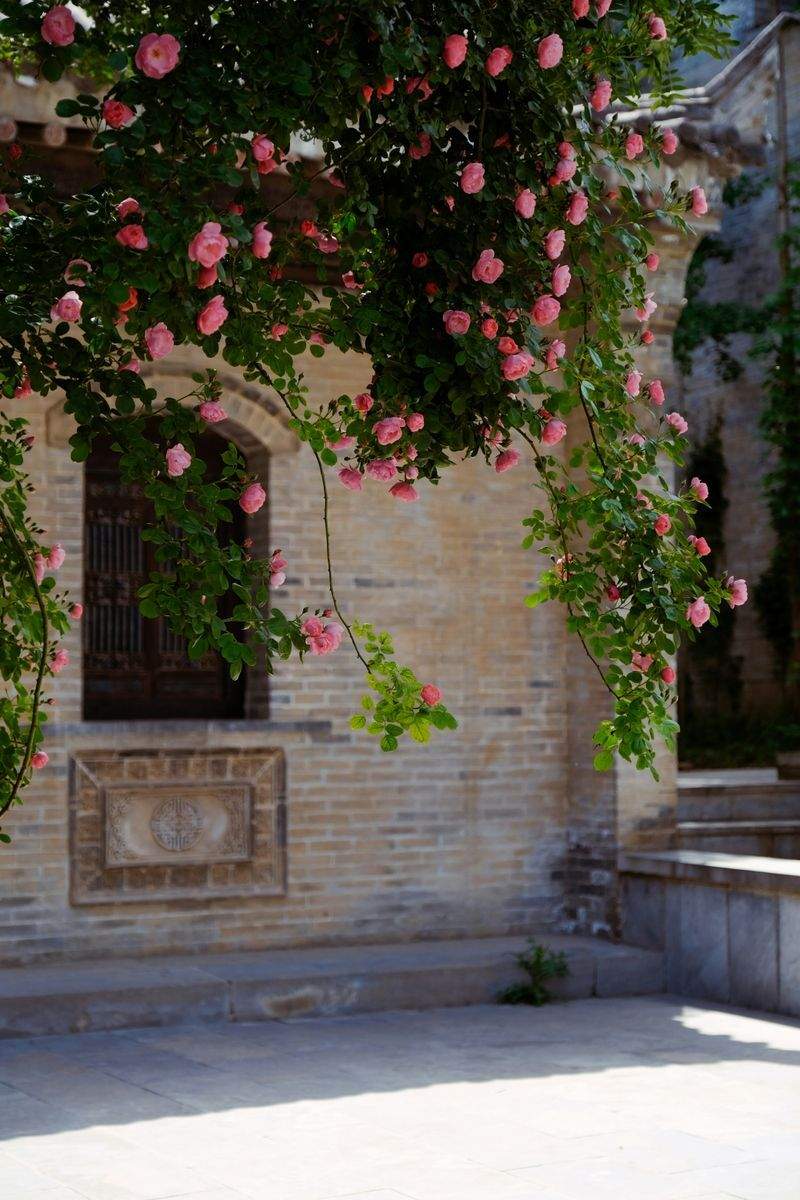 Maple Bloom Garden Design