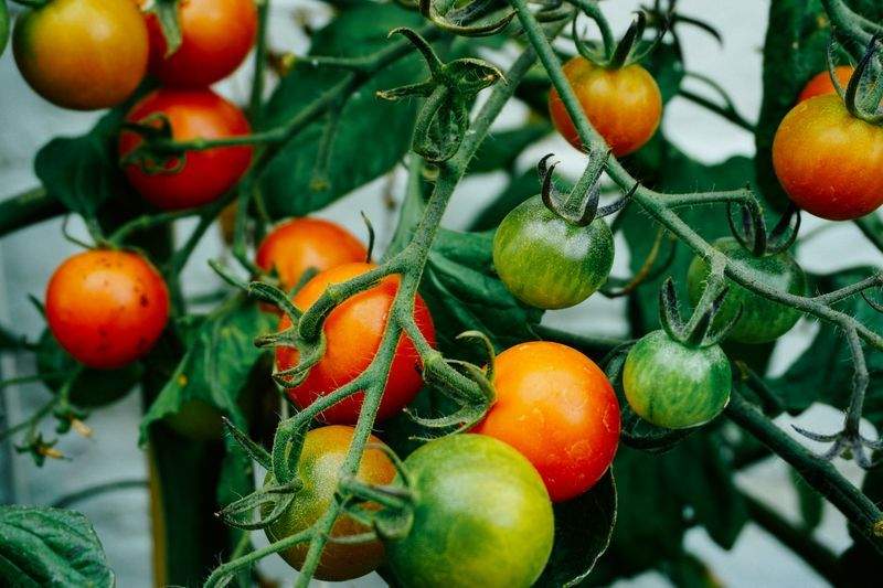 How Layered Planting Adds Depth to Small Gardens