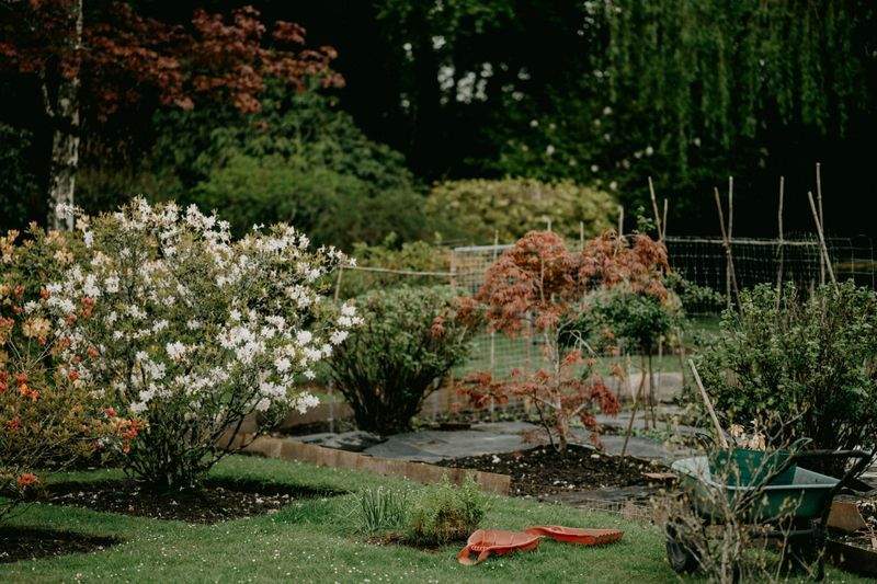 Maple Bloom Garden Design 2